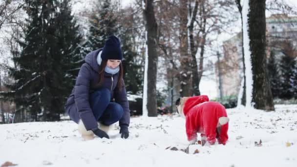 Žena hrající s fun Mops pes v zasněženém parku. Pes, oblečený jako Santa Claus venku na mrazivý den. Nový rok koncepce — Stock video