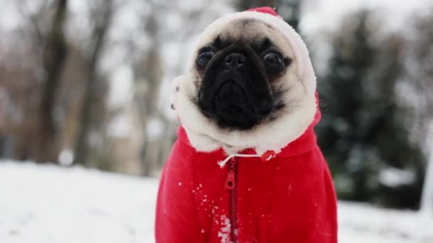 Porträtt av mops hunden i Santa Claus kostym. Rolig hund i huven ser ut i kameran. God jul gott nytt år — Stockvideo