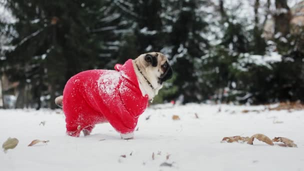 Funny pug in a Santa Claus suit stand in the snow in the winter park. Christmas or New Year — Stock Video