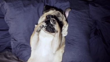 Pug köpek dinlenme ve esneme yatakta onun bir yastık üzerine geri, uykuda, yorgun ve tembel düşüyor