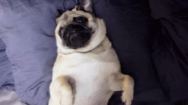 Şirin pug köpek sırt, yorgun ve tembel bir yastık üzerinde uyuya kalır