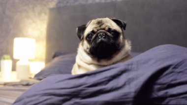 Şirin pug köpek bir yastık, yorgun ve tembel uykuya dalar