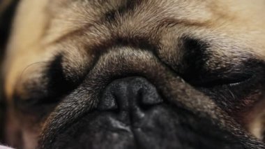 Makro yakın çekim yüz sevimli pug köpek uyku yatakta yatak odasında