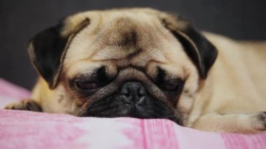 Yakın çekim yakışıklı pug köpek gül battaniye var, yorgun yalan uykuya dalar