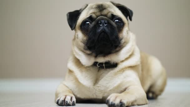 Schattig triest pug hond liggend op de vloer, kijken naar camera. — Stockvideo