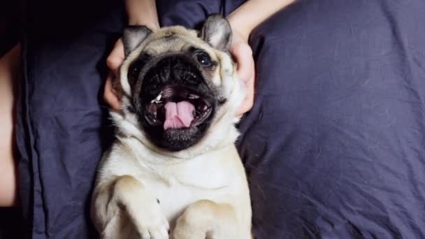 Pug perro descansando y bostezar en la cama sobre una almohada en la espalda, chica hace un masaje en la cabeza al perro, golpes y arañazos — Vídeos de Stock