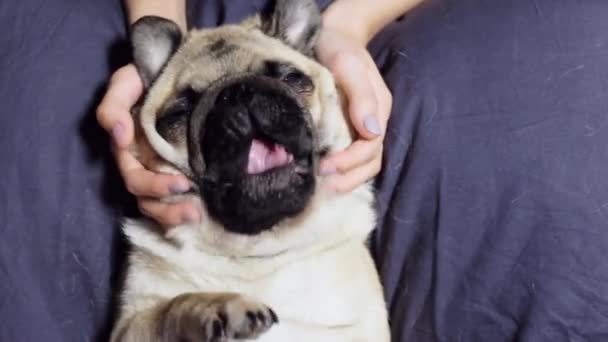 Pug cane a riposo nel letto su un cuscino sulla schiena, ragazza fa un massaggio alla testa al cane, colpi e graffi — Video Stock