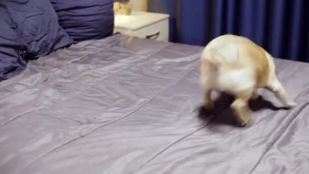 Веселый, веселый и игривый мопс бегает по кровати — стоковое видео