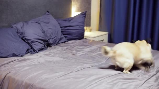 Playful pug dog running around the bed, playing in the bedroom — Stock Video