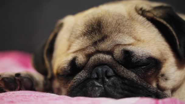 Primer plano de cara de perro lindo pug dormir en la cama en el dormitorio — Vídeo de stock