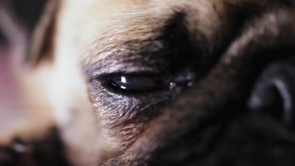 Mooie ogen van een schattig pug dog. Close up, macro schot. — Stockvideo