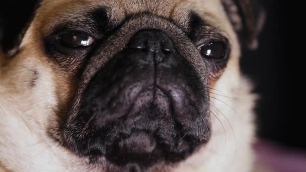 Portrait of cute pug dog, looks into the camera — Stock Video