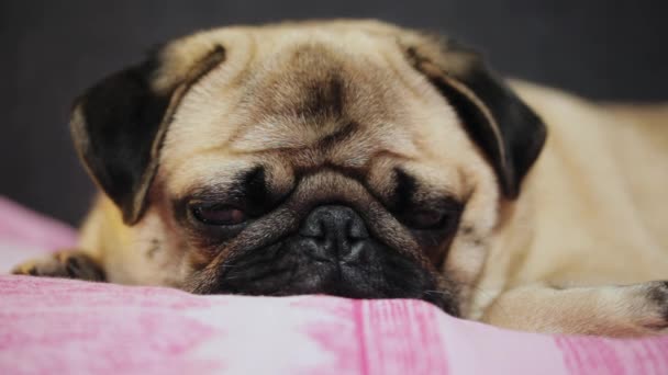 Close-up Cão pug bonito adormece, deitado sobre o cobertor de rosa, cansado — Vídeo de Stock