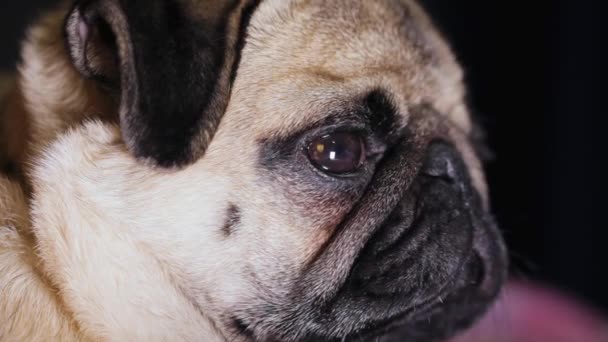 Retrato de perro lindo pug, mira a la cámara, vista lateral — Vídeo de stock