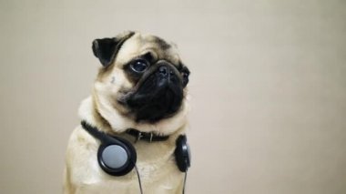 Şirin, gülünç pug köpek müzik dinlerken kulaklık portresi