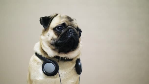 Portret voor leuke, grappige pug dog in hoofdtelefoon luisteren van muziek — Stockvideo