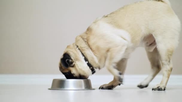 Pug dog eating from bowl slow motion — Stock Video