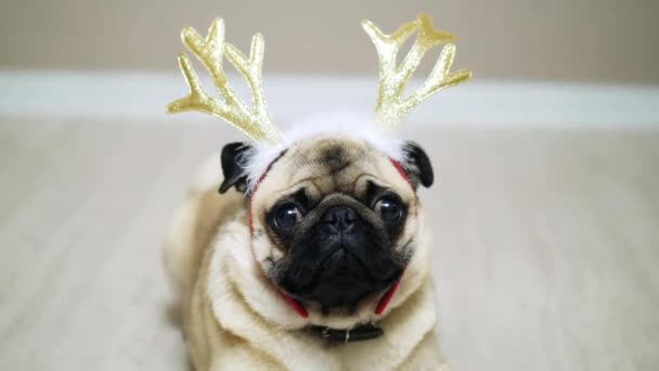 Lindo perro pug divertido en un traje de año nuevo, sentado en el suelo con astas de ciervo . — Vídeos de Stock