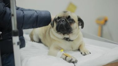 Bir hayvan hastalıklarıyla ilgili klinik bir hasta pug köpek pençe bir kateter ile. Yakın çekim