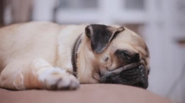 Pug köpek ile bandajlı bir pençe kanepede uyur