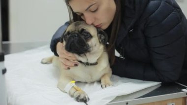 Bir hayvan hastalıklarıyla ilgili klinik bir hasta pug köpek pençe bir kateter ile