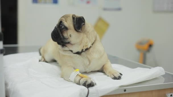 Chory Mops pies w pewien weterynarz zaginać z cewnikiem w łapę — Wideo stockowe