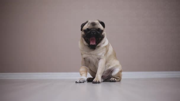 Pug köpek kükrüyor, bandajlı bir pençe ile bir odada oturur — Stok video