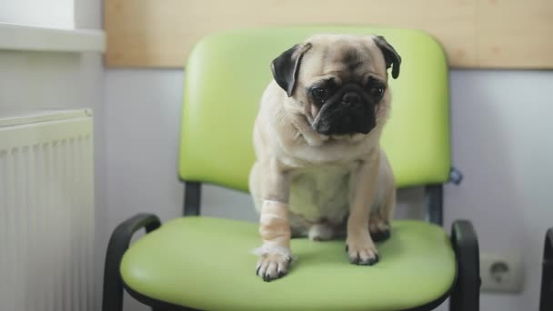 Zieke hond pug met verbonden paw in lijn bij veterinaire kliniek. Eenzame pug zit op stoel — Stockvideo