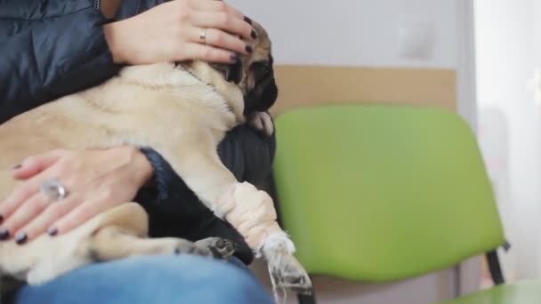 Sjuk hund mops med bandagerade tass i linje på veterinärklinik. Flickan håller en sjuk hund i famnen — Stockvideo