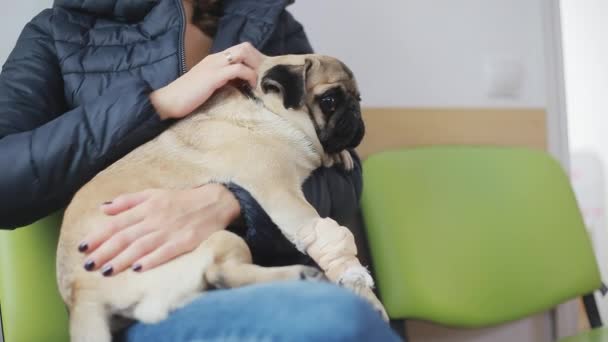 Sick dog pug with bandaged paw in line at veterinary clinic — Stock Video