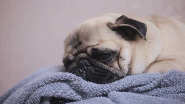 Cara de cerca de lindo perrito pug durmiendo en la toalla — Vídeos de Stock