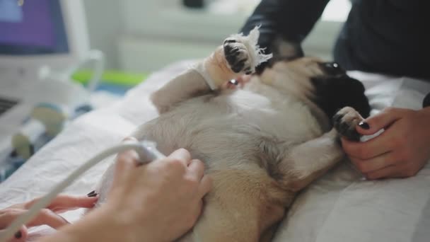 Enfermo perro pug está en ultrasonido diagnóstico en una clínica veterinaria . — Vídeo de stock