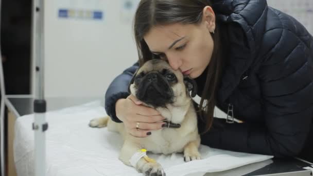 Nemocný Pug Psa Veterinární Klinice Katetrem Tlapu Majitel Objetí Tahy — Stock video