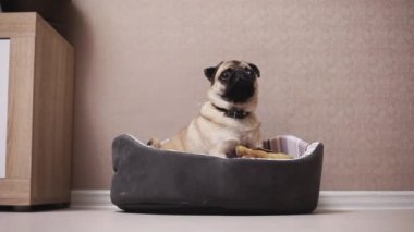 Şirin pug köpek oturmak yatakta biterse o zaman çerçevesinde