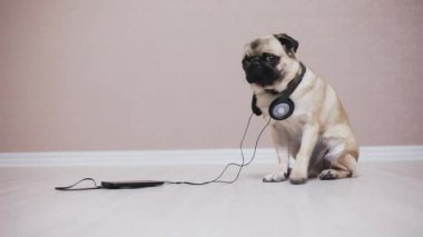 Şirin, gülünç pug köpek müzik dinlerken kulaklık portresi