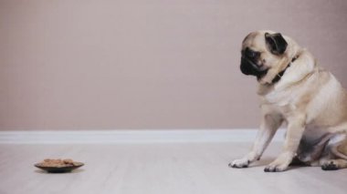 Pug köpek kaseden bir yemek yemek