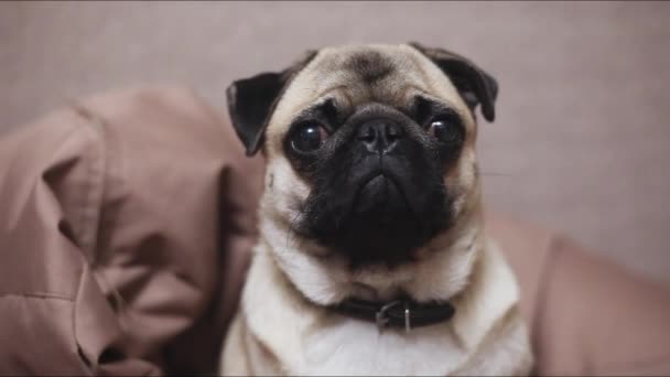 Собака-мопс смотрит в камеру, поворачивает голову — стоковое видео