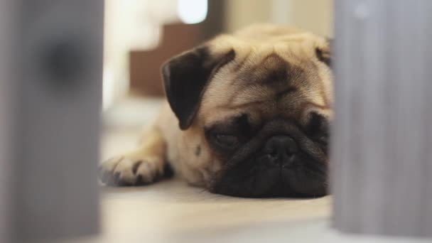 Şirin pug köpek yarı-açık kapının arkasında yatıyor, uykuya dalar. Yakın çekim — Stok video