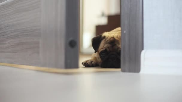 Aranyos mopszli kutya mögött a fél-nyit ajtót elalszik — Stock videók