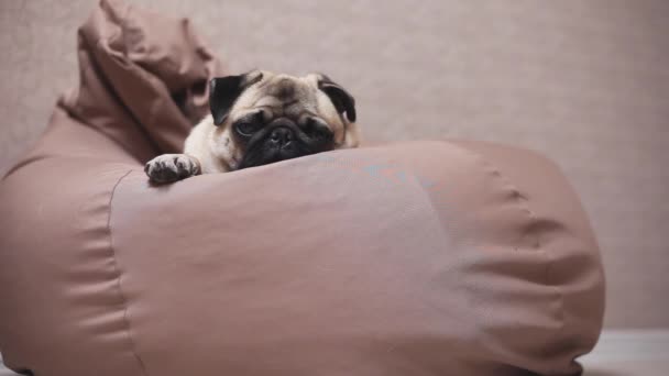 귀여운 강아지 퍼 그의 자 가방 피곤 하 고 진정에 속 인 다. 잠에 빠져 — 비디오