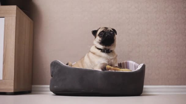 Egy aranyos mopszli kutya ül az ágyban akkor elfogy a keret — Stock videók