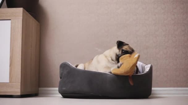 Un lindo perro pug sentarse en la tumbona, jugando con un juguete — Vídeo de stock