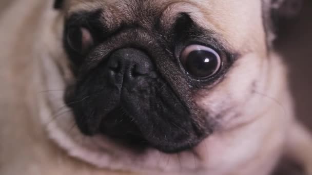 Портрет удивленного, проблемного собачьего мопса — стоковое видео
