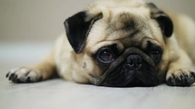 Yakın çekim pug köpek yere yatıyor üzgün düşüyor uykuda ve kamera bakıyor