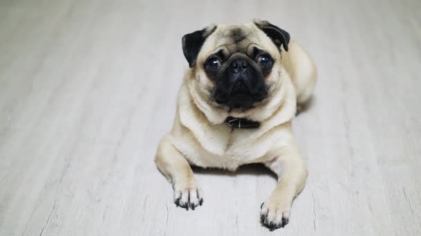 Cão pug triste bonito deitado no chão laminado, olhando para a câmera — Vídeo de Stock