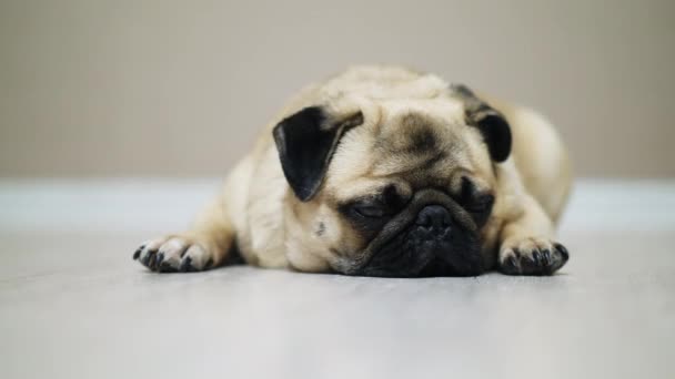 Primer plano lindo perro pug se encuentra en el suelo, se queda dormido y mirando a la cámara — Vídeos de Stock