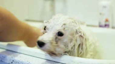 Köpek banyoda. Çamaşır köpek. Bichon frise