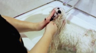 Köpek banyoda. Çamaşır köpek. Bichon frise