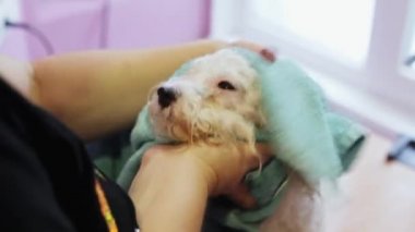 Erkek Bichon frise havlu ile duştan sonra mendil.