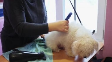 Damat belgili tanımlık bichon frise köpek yıkandıktan sonra tarak, kırpmaya hazırlar